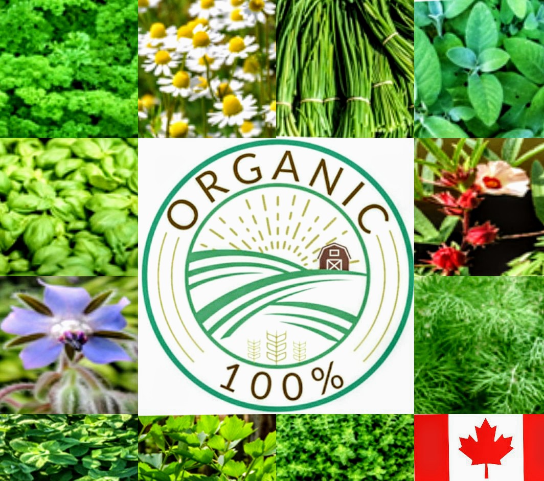 Organic Herb Seeds Variety Pack Canada – Baby See See
