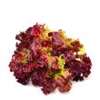 Lettuce - Red Salad Bowl Organic