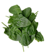 Spinach - Abundant Bloomsdale Organic